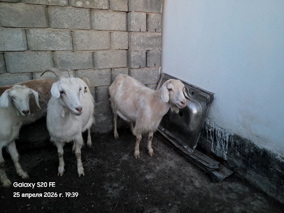 Ешкілер сауынды.