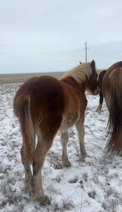 Жеребята тяжеловоз