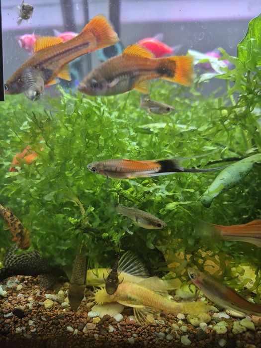 Acvariu Diversa 112L complet plantat – Eheim Professionel 4+ – Twinstar III + pești