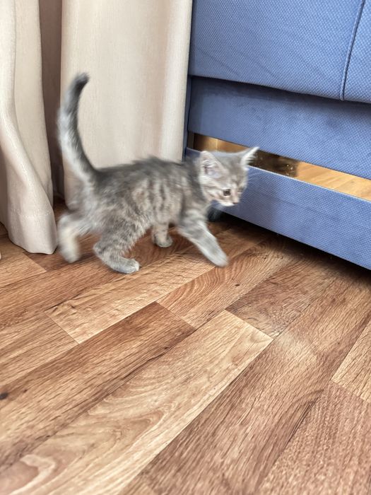 Отдам котенка в добрые руки