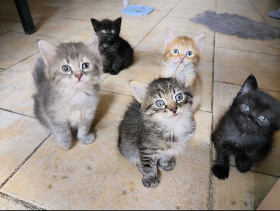 Подарявам шест прекрасни котета