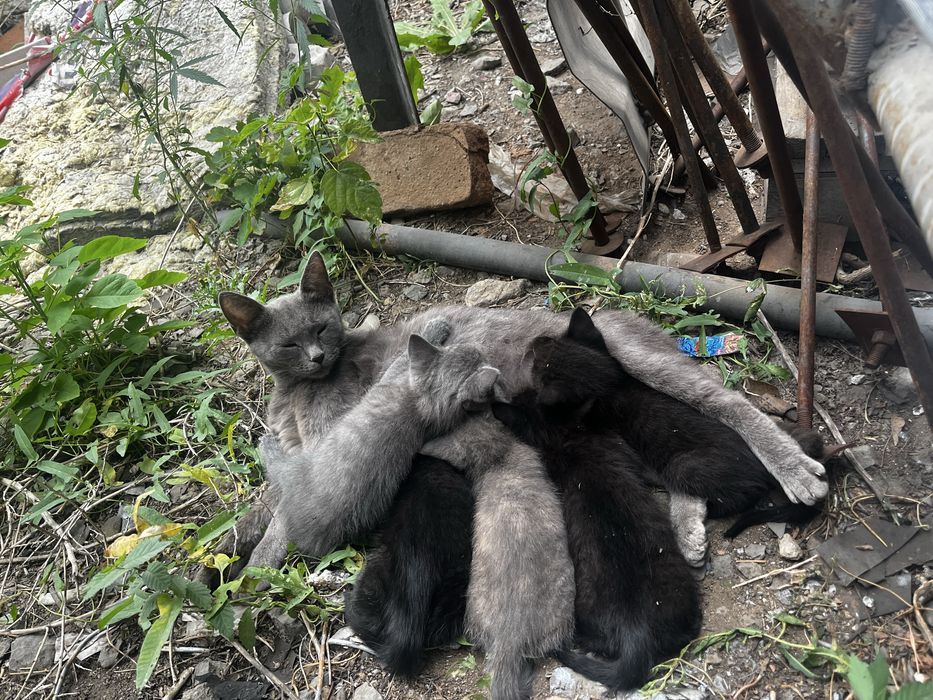 Хвостики в добрые руки