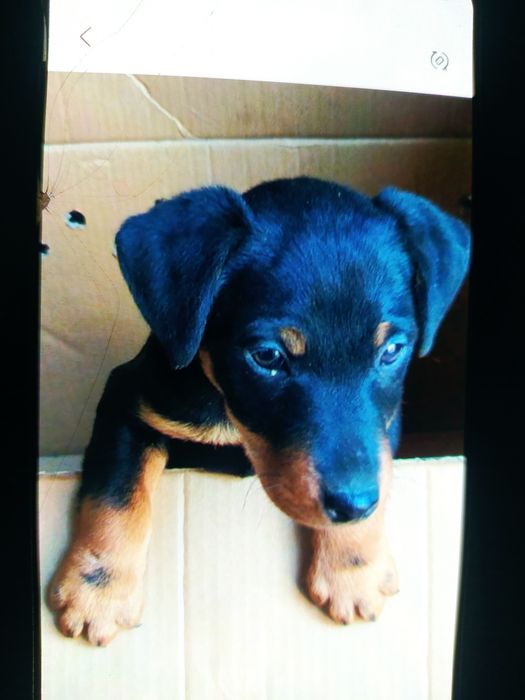 Продам яхтерьер 2, 5 месяца. Сучка