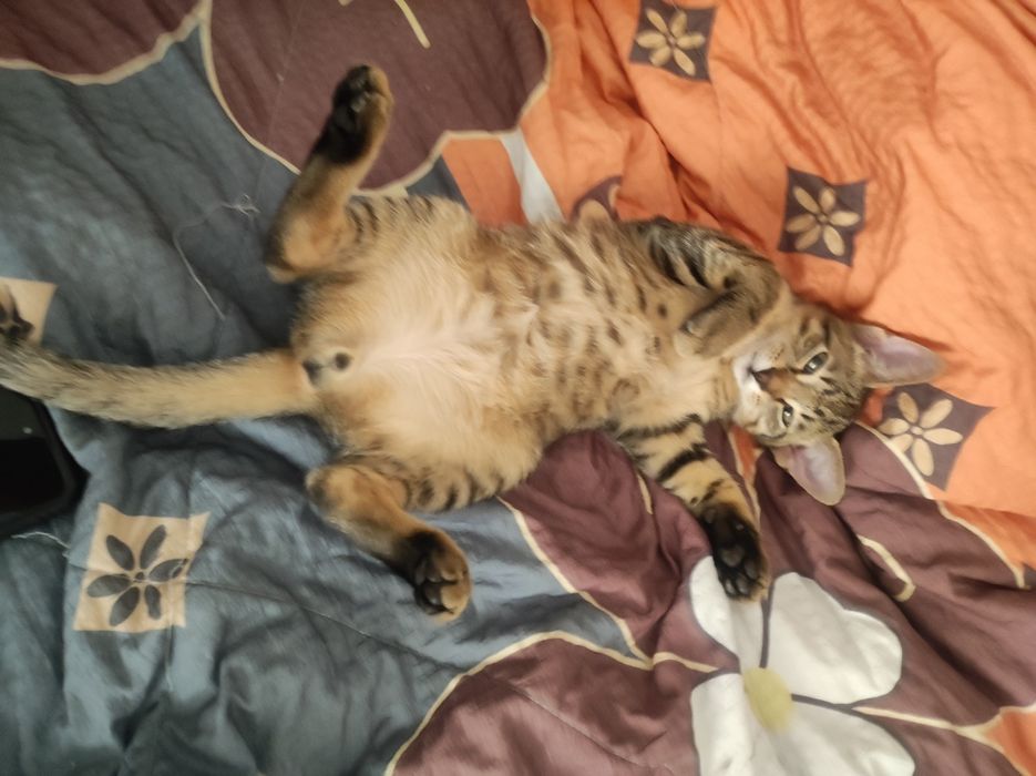 отдам в добрые руки котенка