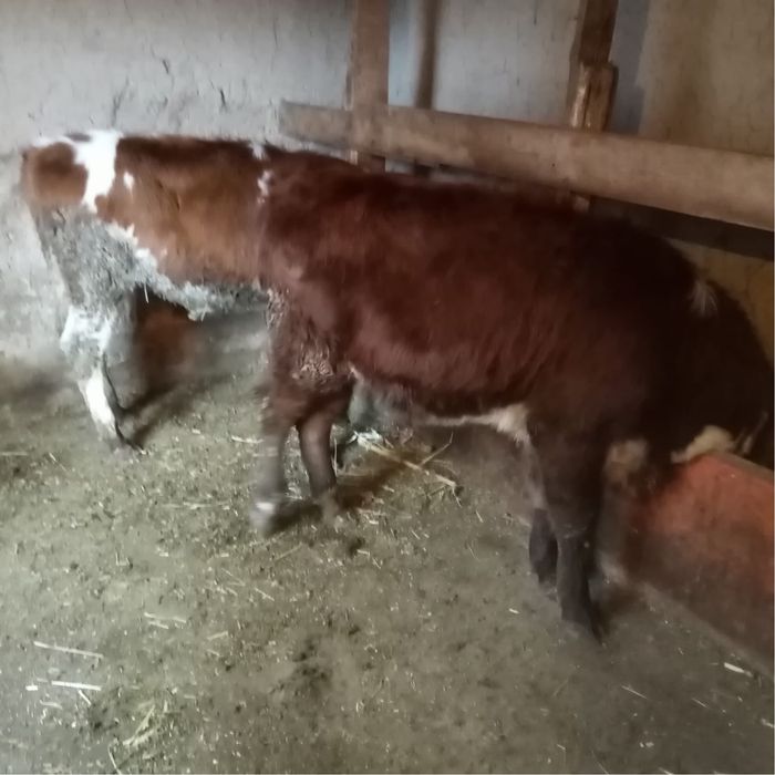 Таналар сатылады .