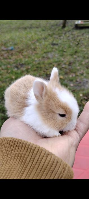 Iepurași cap de leu