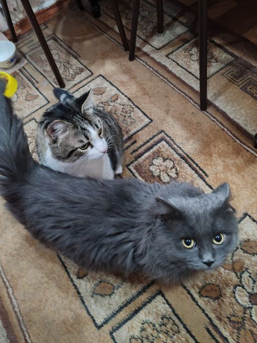 Коты домашние, два кота