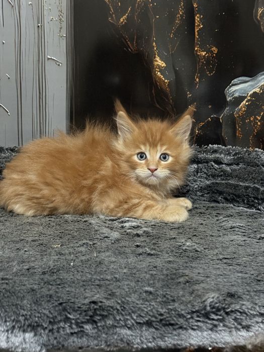 Премиальные котята Maine Coon | Элитная порода