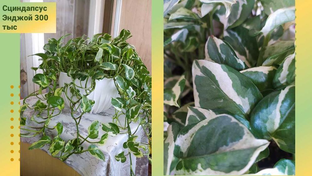 Стеллаж стеклянный для цветов (фиалок)