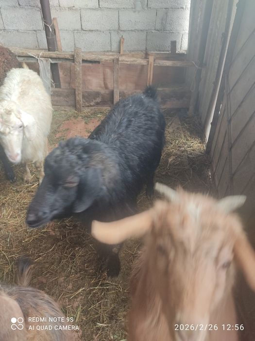 Теке ешкі шыбыш сатылады