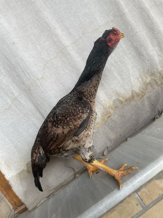 Yapon shamo tuxumga yaqin tulak tovuq 750 ming