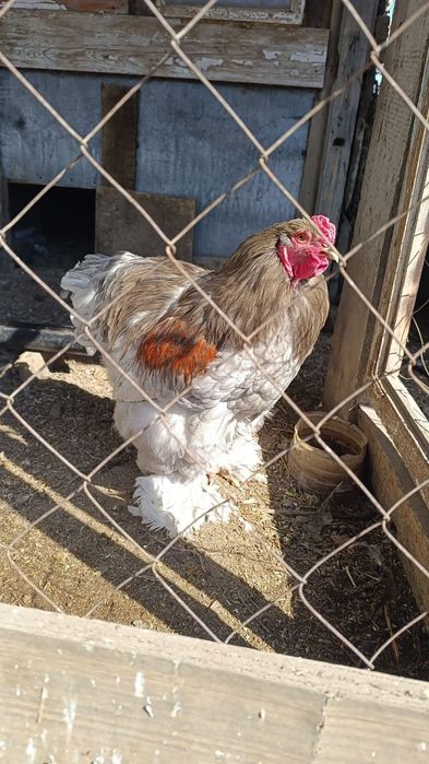 Инкубационное яйцо.