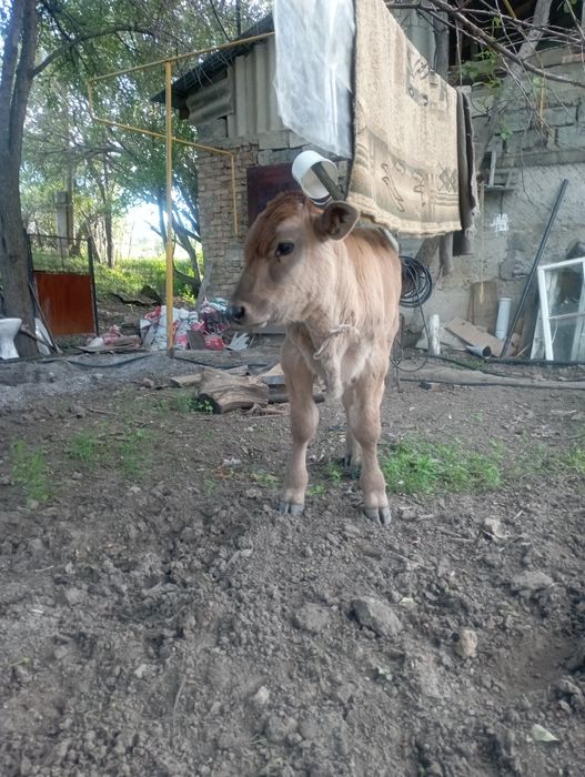 Продам Бычка 3 месяца