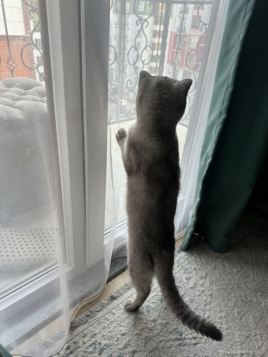 Шотландский висолухий