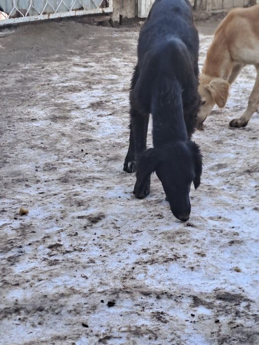 Тазы кушык ургашы