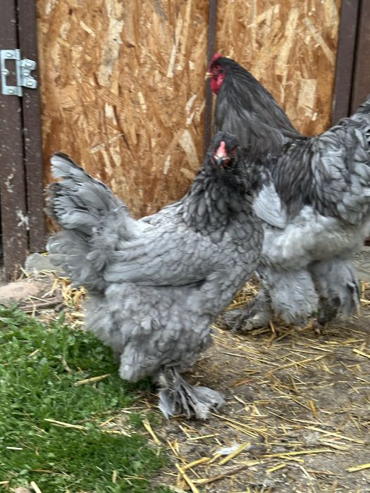 Disponibila brahma albastru