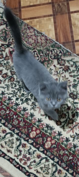 Котёнок породы британская