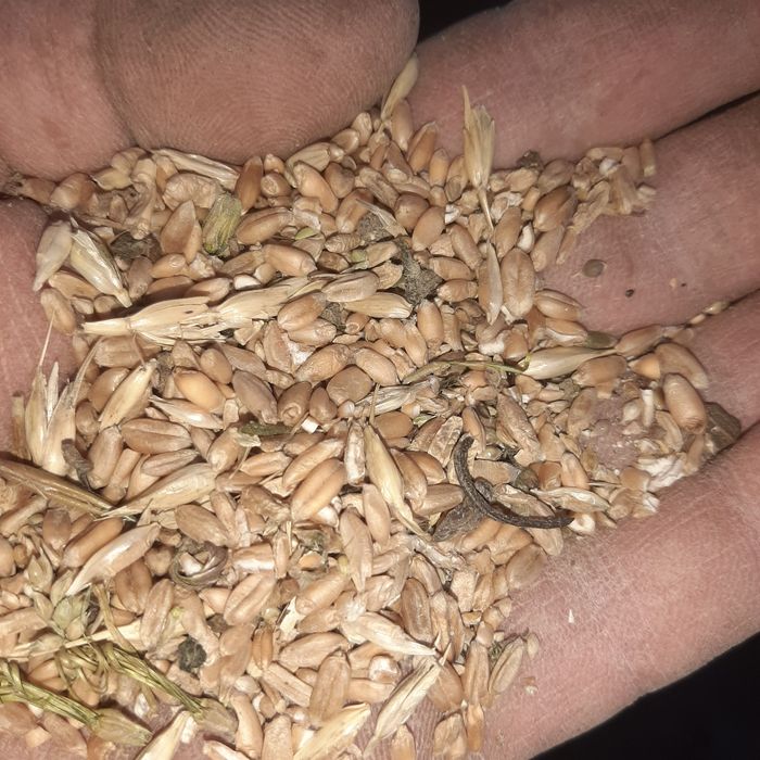 Отходы пшеничные.