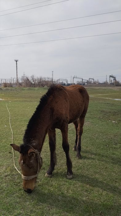 Тайлар сатылады тез арада