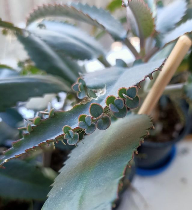 Продам комнатное растение каланхоэ