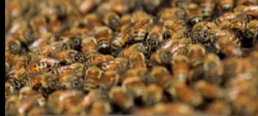 Продавам малки пчелни семейства