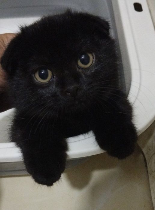 Мажор ищет дом и семью!