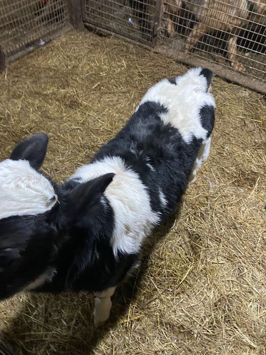 Продам бычка голштин