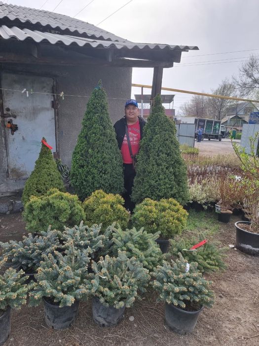 Ланшафтный дизайн