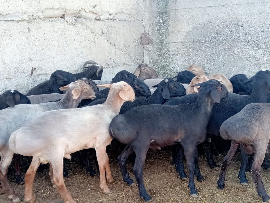 Қошқарлар сатылады