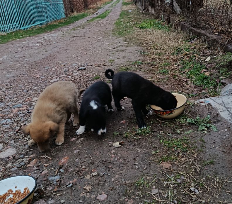 Отдадим в добрые руки