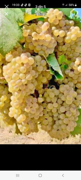 Vând struguri de vin toate soiurile cu transport la domiciliu clientul