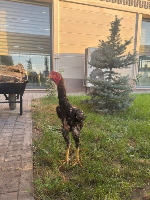 Дакан шөже мартский