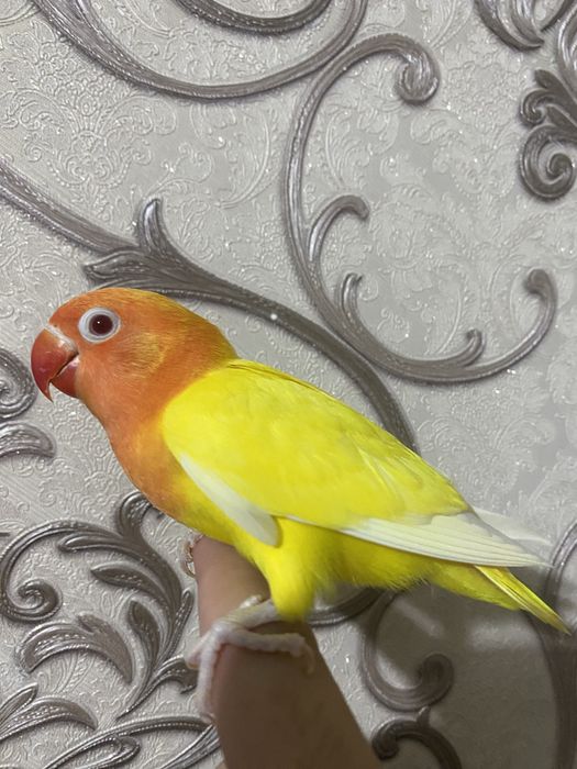 Ручной попугай неразлучник