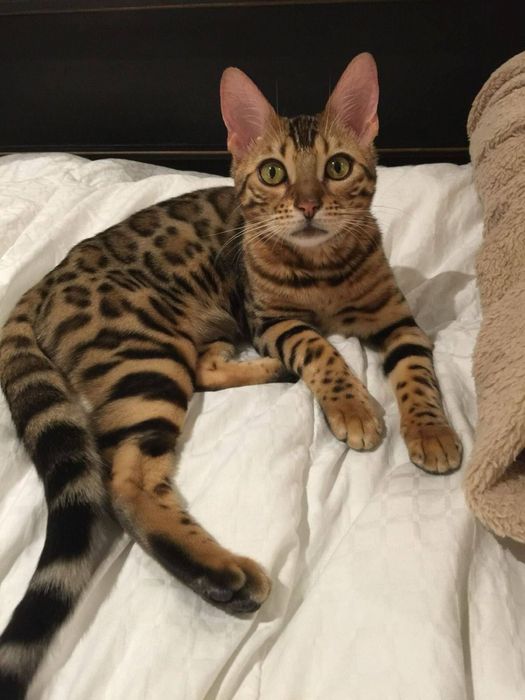 Бенгальская кошка