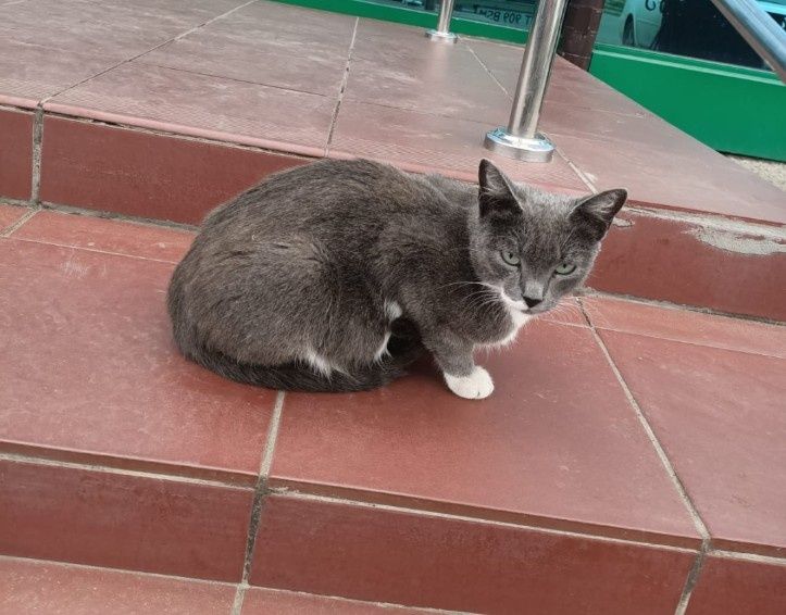 Кошечка только в добрые ручки