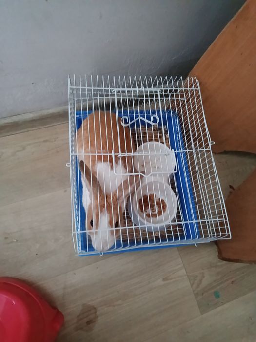 Продам заичик домашный с клеткам