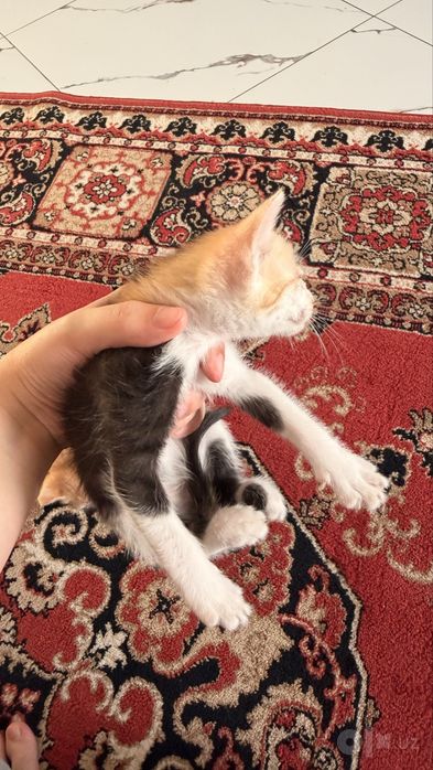 Отдам даром котят!