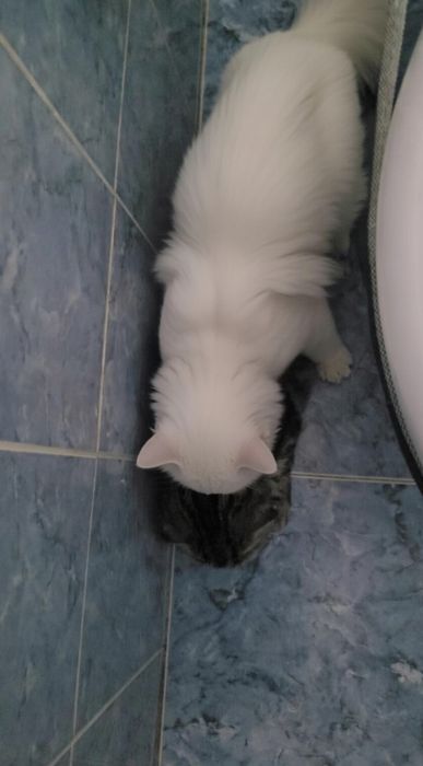 Вязка Кот Турецкого Ангора