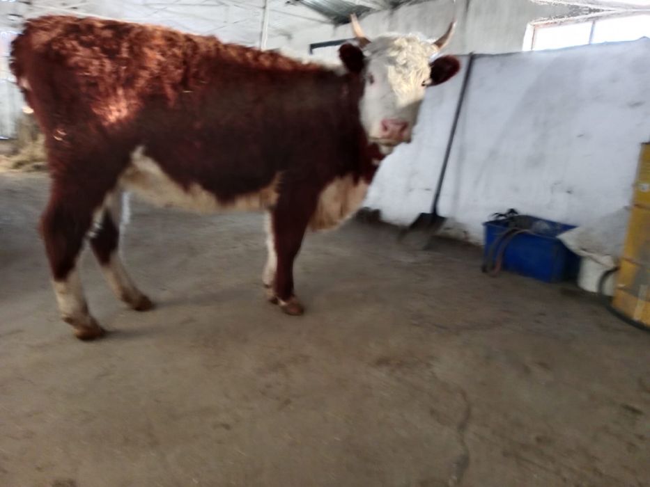 Кунажун сиыр (акбас)