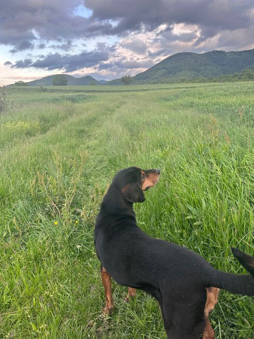 Caine adult pentru adoptie caut familie