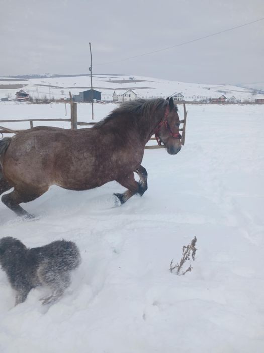 Vând iapă de 5 ani sau schimb cu oi sau viței