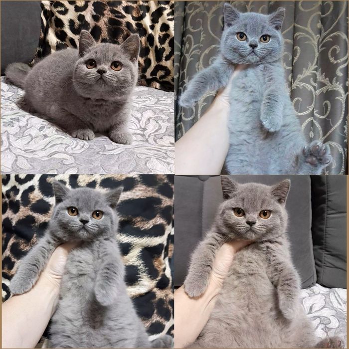 Продается чистокровная Британка