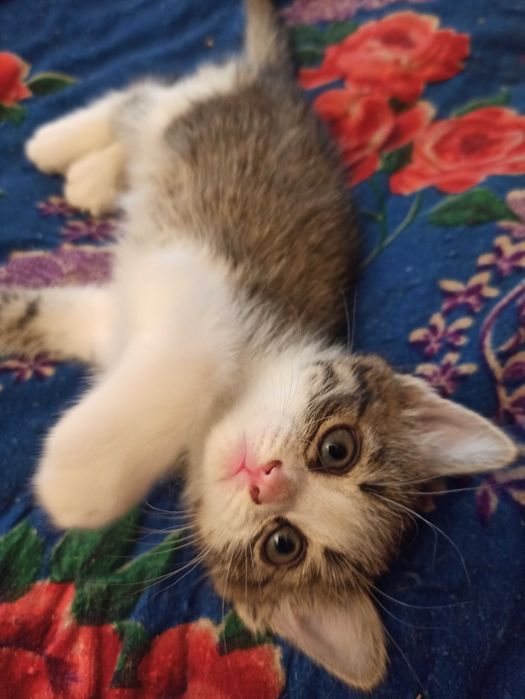 симпатичные котята ищут друга и хозяина