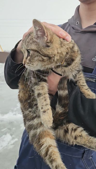 Отдам котёнка 5 месяцев