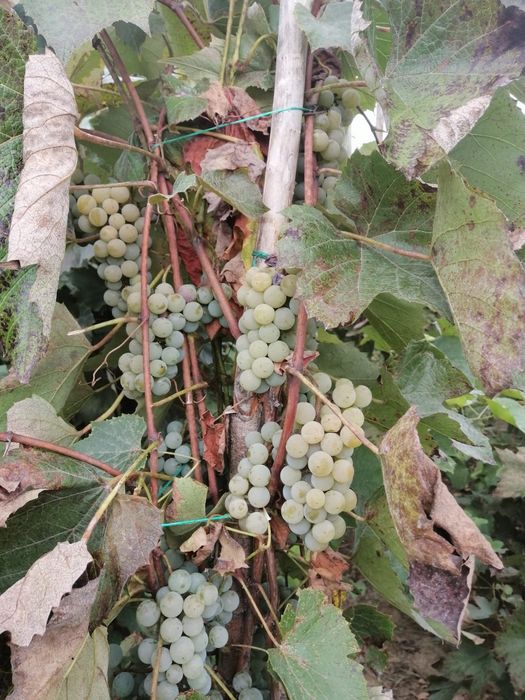 Struguri Capsunica Alba