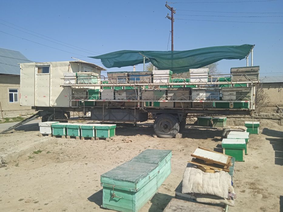 Asalari oilasi bilan sotiladi