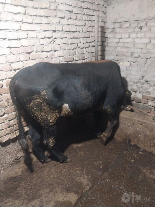 Buqalar sotiladi