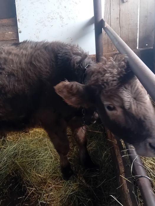 Vând vițea metis angus vârstă 5 luni jumate