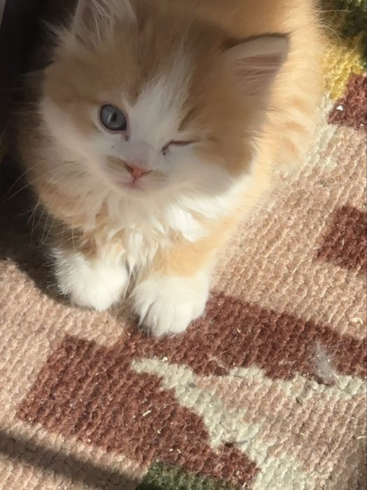 Котенок 2-3 месяца