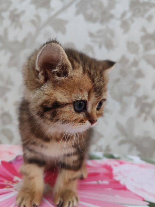 Продаются котята 150 $